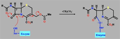 Exam Cephalosporins Carbapenems Monobactams Lipoglycopeptides