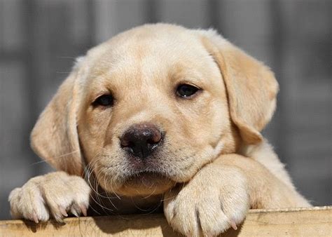 Rules of the Jungle: Yellow lab puppies