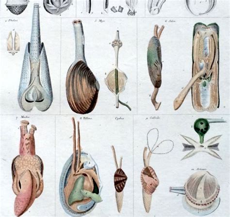 C. 1843 BIVALVE MOLLUSK ANATOMY Print Original Antique Print - Etsy