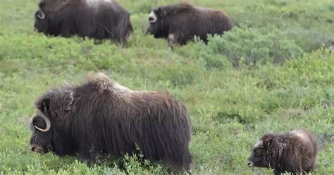 Historic Musk Ox Hunt To Open In Part Of The North Slope United