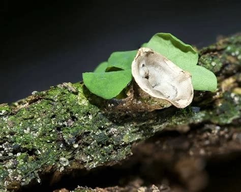 Cyathus Olla Es Una Especie De Hongo De La Familia Nidulariaceae Seta