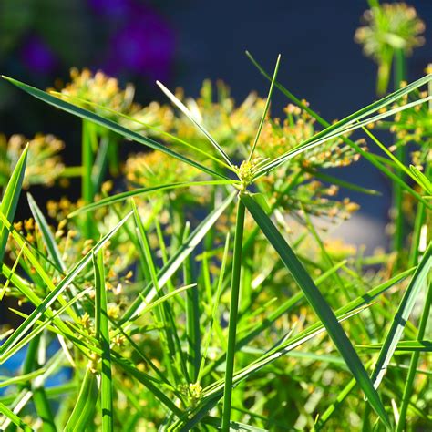 Cyperus Alternifolius At Arts Nursery