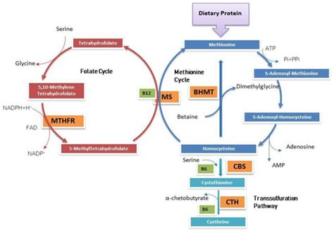 Genes Free Full Text Contribution Of Genetic Test To Early