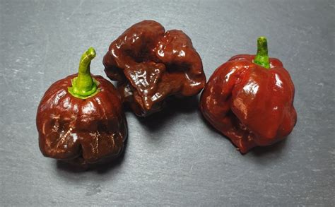Trinidad Scorpion Chocolate Chilli Seeds By Chilliesontheweb