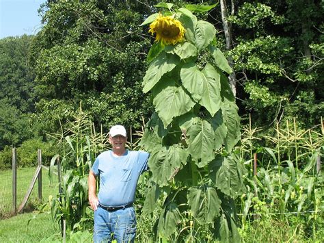 Hall of Flowers: Tall Sunflower and some Cosmos