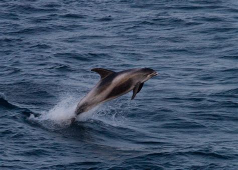 White Beaked Dolphin l Highly Playful - Our Breathing Planet