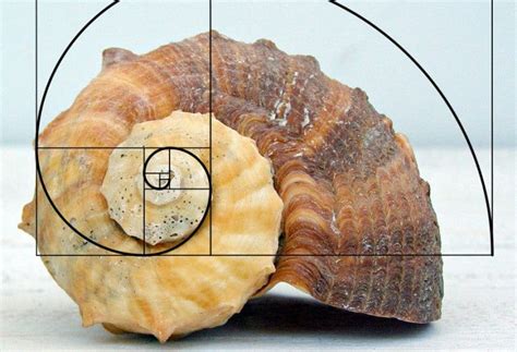 Ritracciamenti Di Fibonacci Che Cosa Sono E Come Impostarli