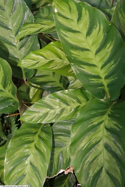 Calathea Louisae Goeppertia Louisae