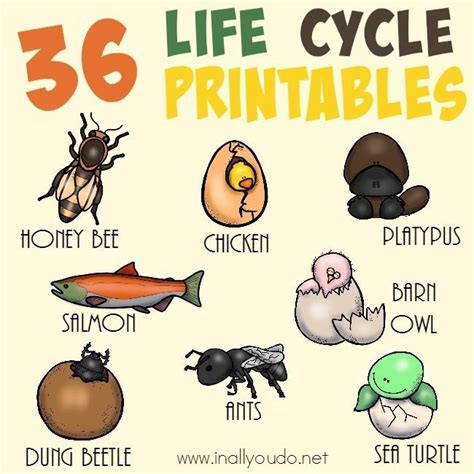 Life Cycles Of Animals Worksheets