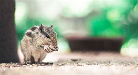 Identifying Chipmunk Droppings | Outdoor Pests