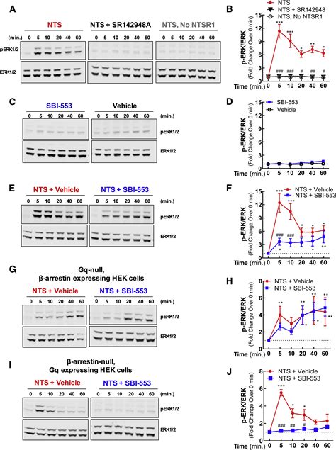 β Arrestin Biased Allosteric Modulator Of Ntsr1 Selectively Attenuates