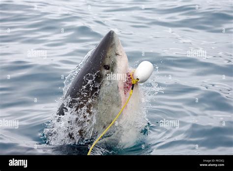 This Great White Shark Carcharodon Carcharias Was Photographed