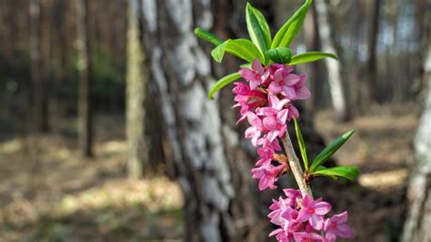 How to Plant, Grow, and Care For Daphne Shrubs