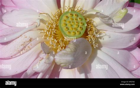 Lotus Flower Nelumbo Nucifera Close Up Of Pink Petals Stamen And