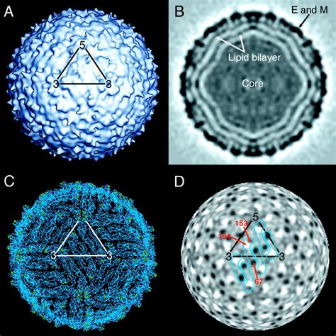 West Nile Virus Diagram