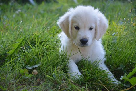 golden retriever femenino blanco stock de foto gratis public domain
