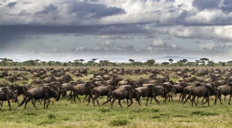 Wonders Of Serengeti National Park African Heart Expeditions