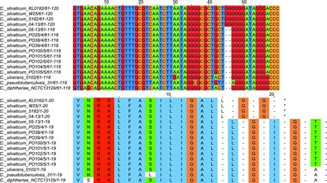 Analysis Of Corynebacterium Silvaticum Genomes From Portugal Reveals A