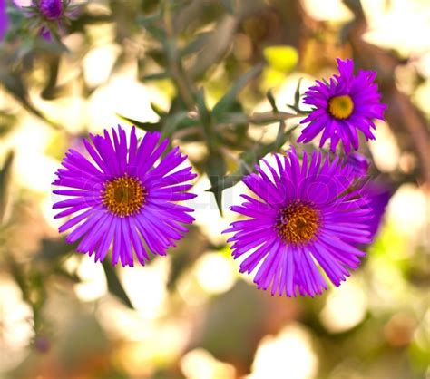 Purple Chrysanthemums Stock Image Colourbox