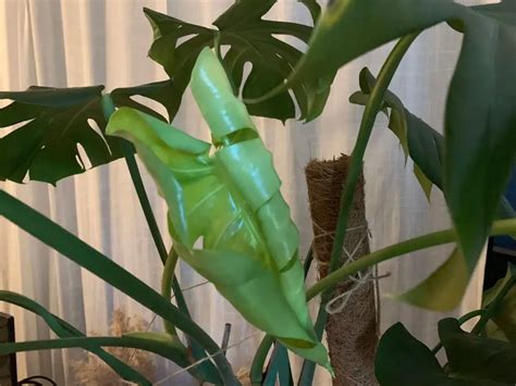 Monstera Neue Bl Tter So Regst Du Das Wachstum An