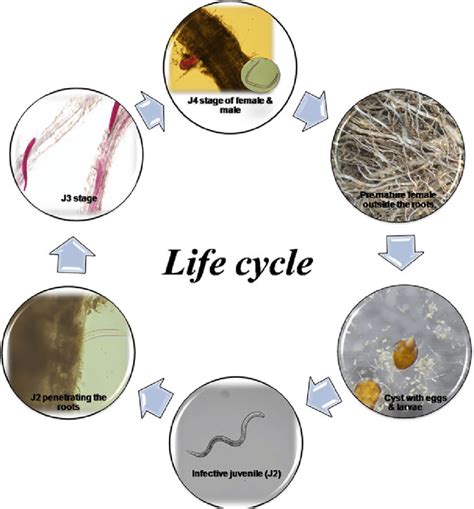 1 Life Cycle Of Potato Cyst Nematode Download Scientific Diagram