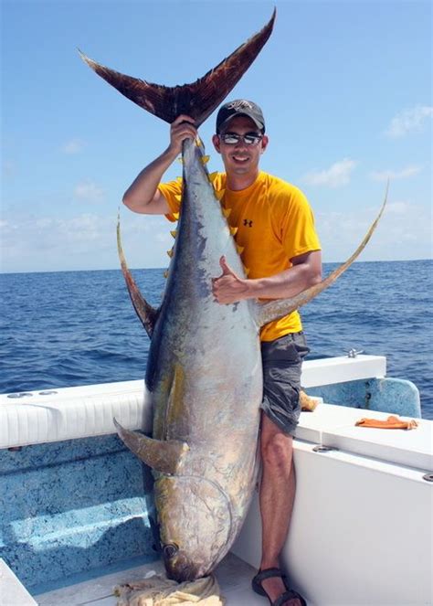 How To Catch Yellowfin Tuna Tips For Fishing For Yellowfin Tuna