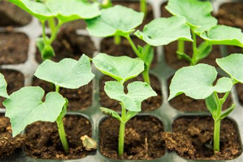 Snake Gourd Seedling Stock Image Image Of Nature Cultivated