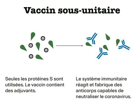 Coronavirus Ce Que Sait La Science