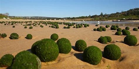 Green Moss Balls Of Lake Myvatn And Lake Akan Charismatic Planet