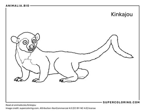 Kinkajou - Facts, Diet, Habitat & Pictures on Animalia.bio