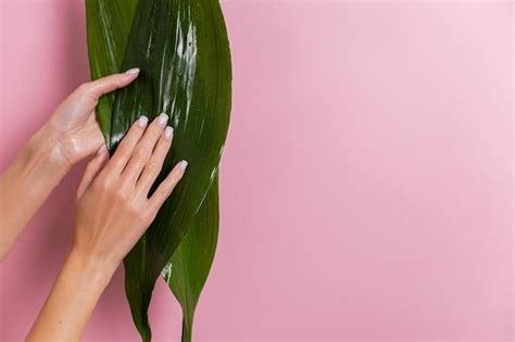 Premium Photo Women Manicured Hands Hold A Green Tropical Leaf On A