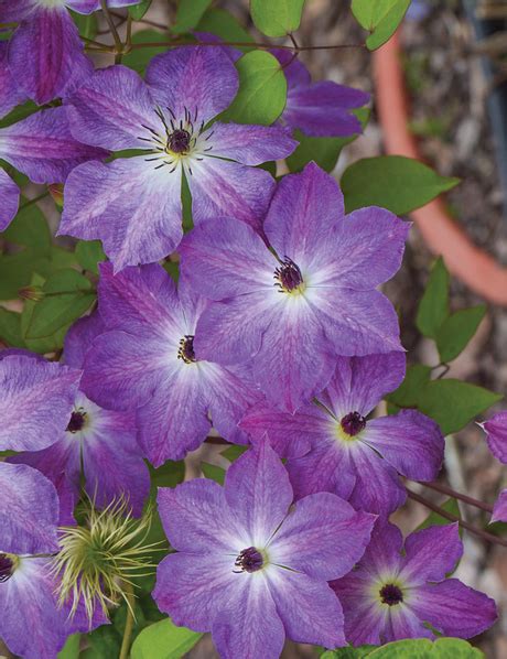 Clematis Tesselaar