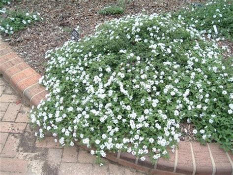 Lantana montevidensis 'White' (White Lantana) - Mountain States ...