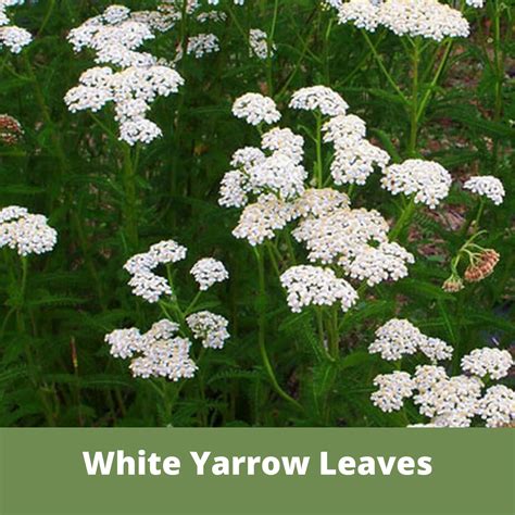 Flawn Seed White Yarrow Flowering Lawn Seed - Kid, Pet, Pollinator