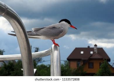 605 Arctic Tern Migration Images, Stock Photos & Vectors | Shutterstock