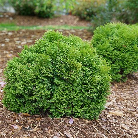 Polar Gold® Arborvitae Thuja Evergreen Proven Winners 4 Pot