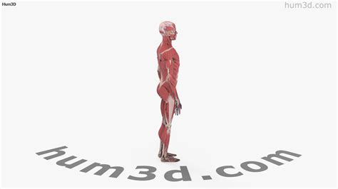 360 view of Complete Male Anatomy 3D model - 3DModels store