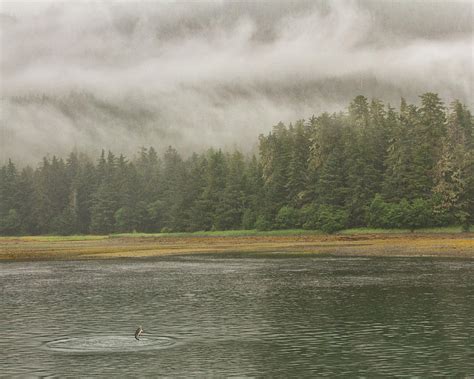 Salmon Spawning Season Photograph by Lois Lake - Fine Art America