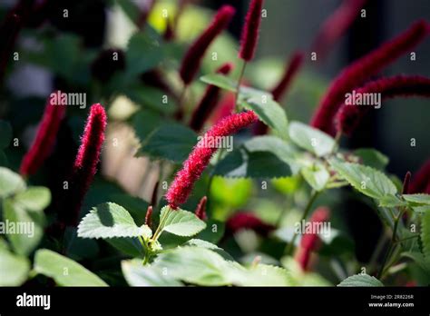 Chenille Plant Red Hot Cat S Tail Acalypha Pendula In A Container In Southern California