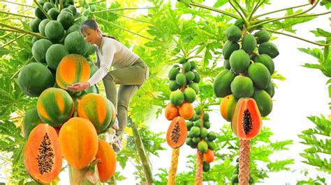 Full Video Days Harvesting Papaya Fruit Underground Wild Tuber