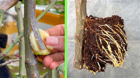 Extract Rose Branches With Bananas How To Grow Roses Youtube