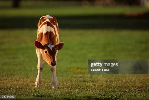 172 Jersey Cow Calf Stock Photos, High-Res Pictures, and Images - Getty ...