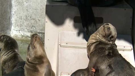 Stranded sea lion pups rescued from California coastline - ABC7 Los Angeles