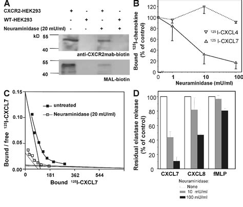 Figure 1 From Sialyltransferase ST3Gal IV Controls CXCR2 Mediated Firm