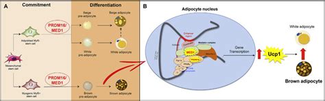 Prdm16med1 Interaction In Development Of Lipid Accumulation A Prdm16