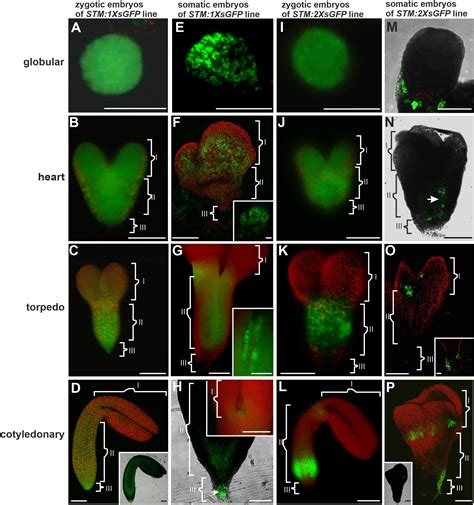 Frontiers Similarities And Differences In The GFP Movement In The