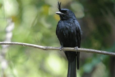 Cara Mudah Perawatan Burung Srigunting Supaya Rajin Bunyi