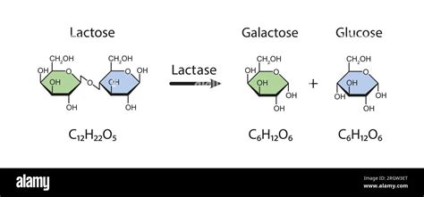 Lactase Enzyme Action Illustration Stock Photo Alamy