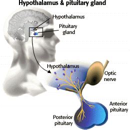 Posterior pituitary - Location, Anatomy, Function, Problems and Pictures