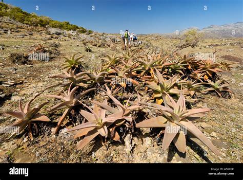 Rocky Mountains On The Island Of Socotra Fotos Und Bildmaterial In